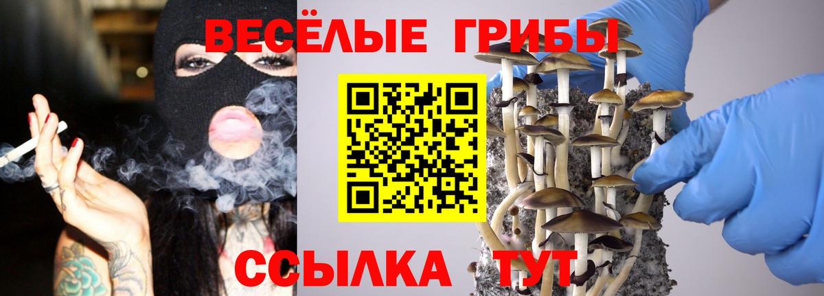 Псилоцибиновые грибы Psilocybine cubensis Калининград